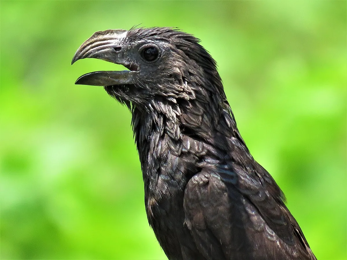 groove-billed ani, groove, ani, bird, feather, animal, nature, crotophaga sulcirostris