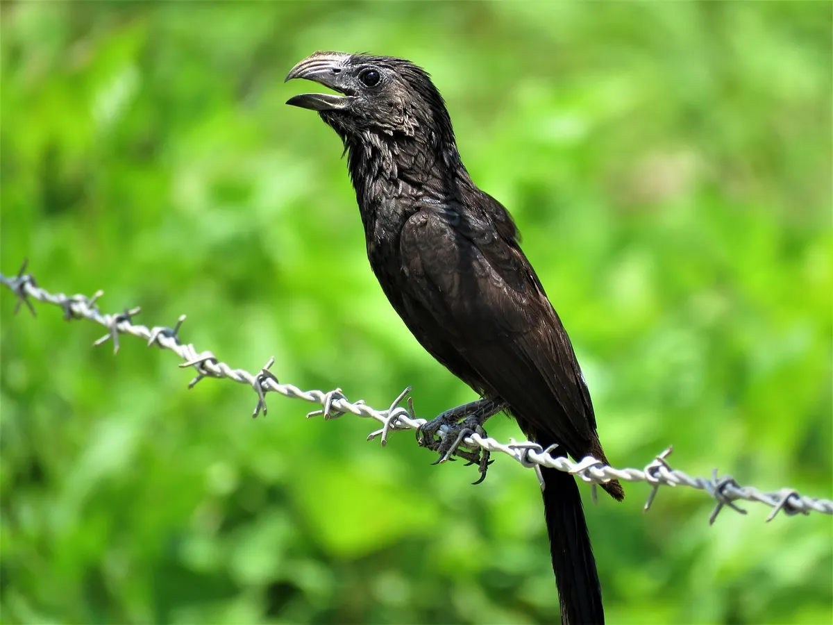 groove-billed ani, groove, ani, bird, feather, animal, nature, barbed wire, crotophaga sulcirostris
